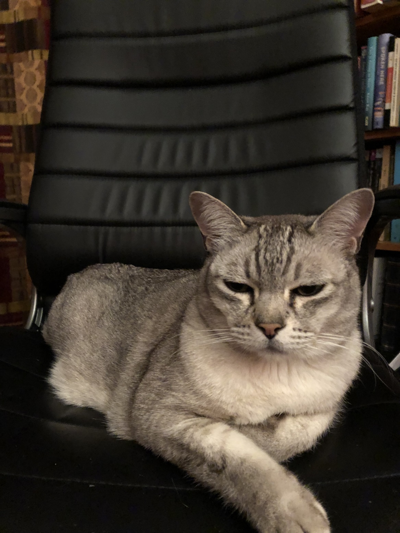 Spike on Chair