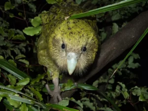 Kakapo